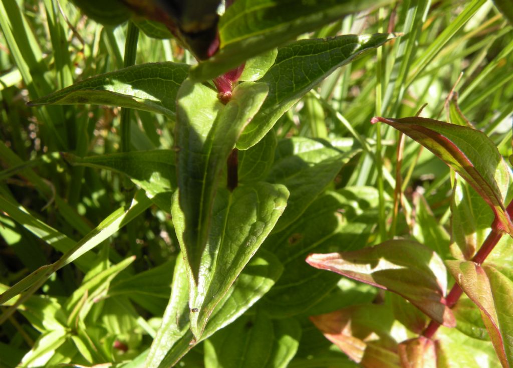 Gentiana: asclepiadea o cruciata?  Gentiana asclepiadea